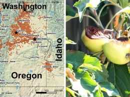 Shifting Seasons: How Climate Change is Reshaping Apple Farming in the Pacific Northwest