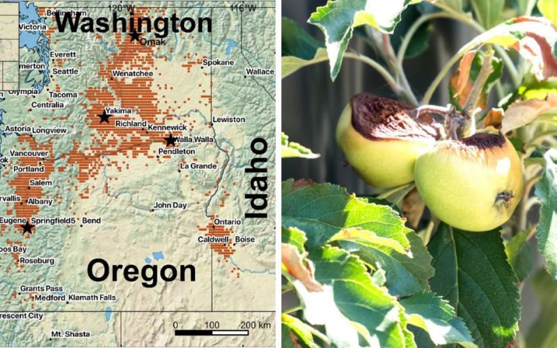 Shifting Seasons: How Climate Change is Reshaping Apple Farming in the Pacific Northwest