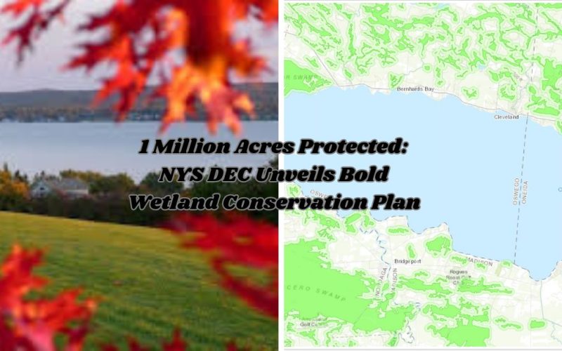 1 Million Acres Protected: NYS DEC Unveils Bold Wetland Conservation Plan