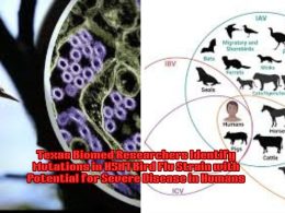 Texas Biomed Researchers Identify Mutations in H5N1 Bird Flu Strain with Potential for Severe Disease in Humans