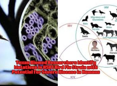 Texas Biomed Researchers Identify Mutations in H5N1 Bird Flu Strain with Potential for Severe Disease in Humans
