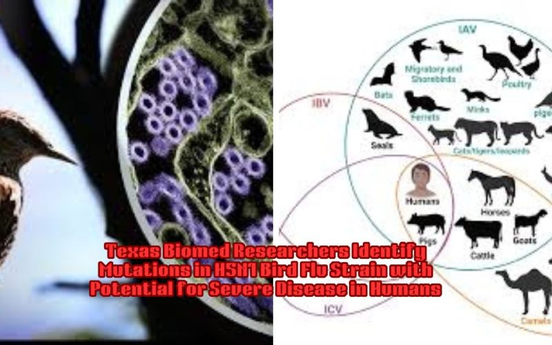 Texas Biomed Researchers Identify Mutations in H5N1 Bird Flu Strain with Potential for Severe Disease in Humans